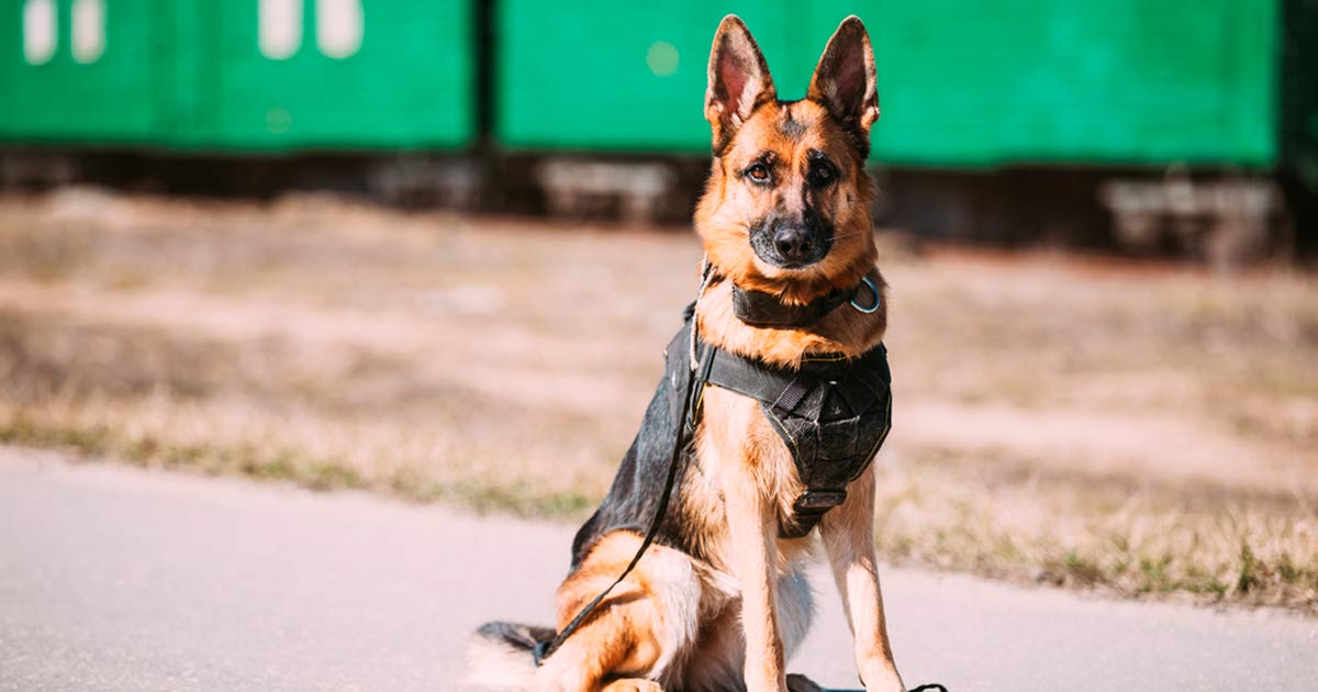 Comienza la 2ª Edición de “Adopta un jubilado”