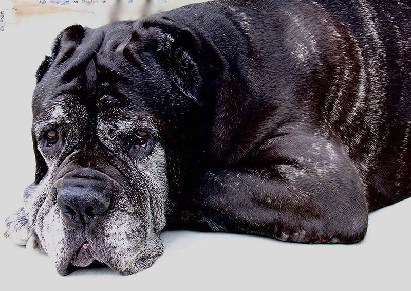 Ventajas de adoptar un perro “senior”