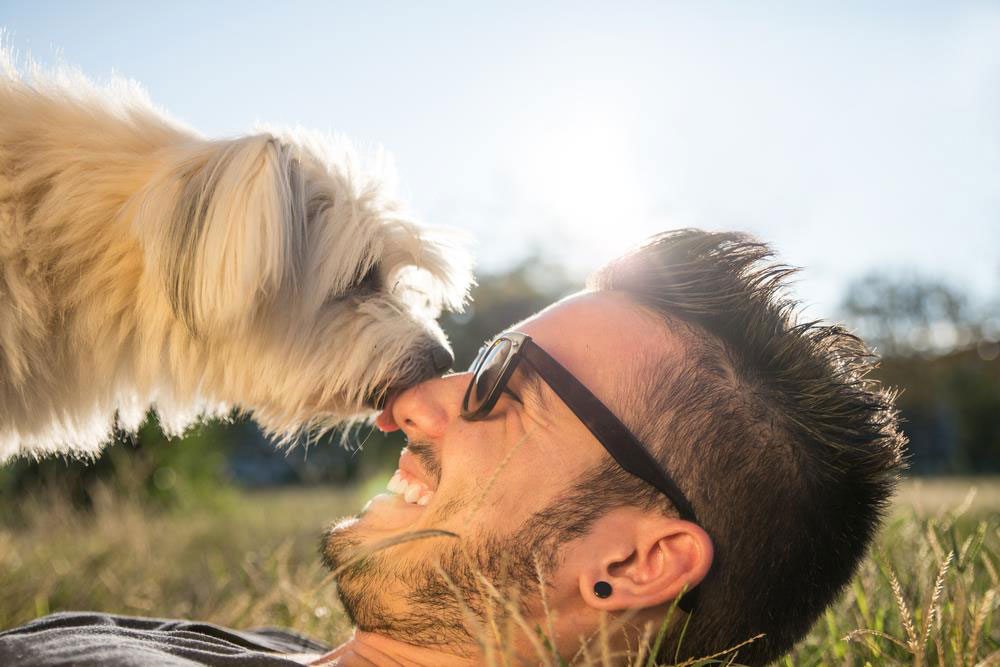 Los perros prefieren que los recompensen con afecto