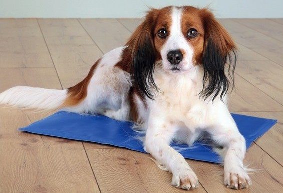Alfombras y colchonetas refrescantes: protege a tu mascota de las altas temperaturas