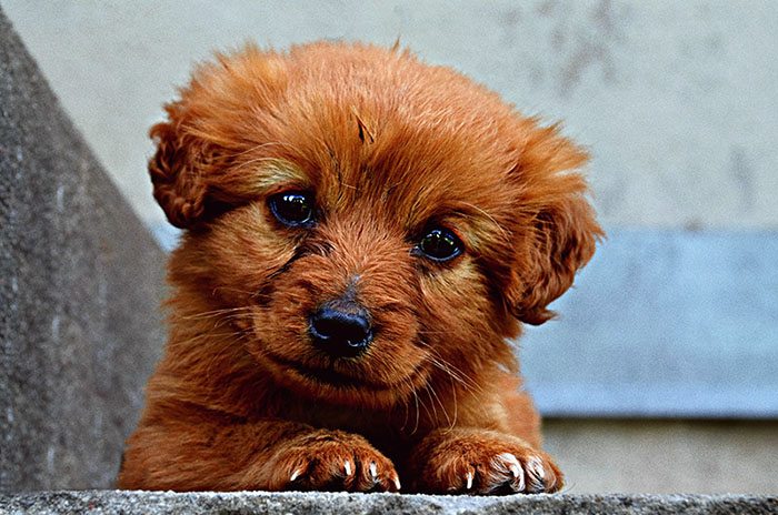 Te damos 10 consejos para educar a tu cachorro