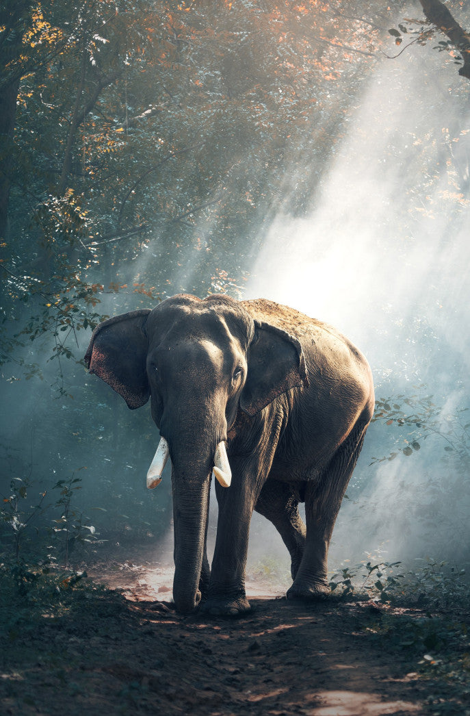 Reino Unido prohibirá los circos con animales salvajes a partir de 2020