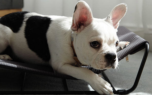 Camas para Perros: Premium, cuadradas, ortopédicas, redondas, cuevas,…