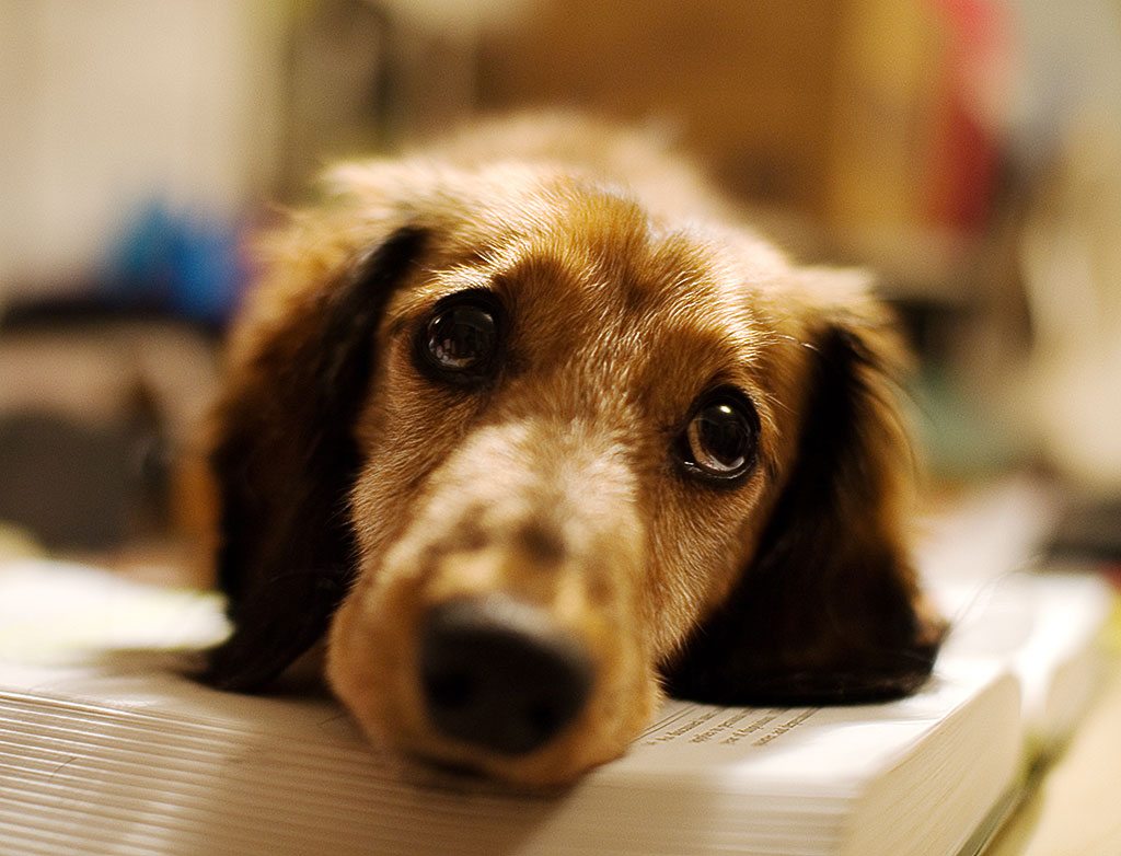 ¿Está tu perro estresado? Descubre cómo averiguarlo y cómo solucionarlo