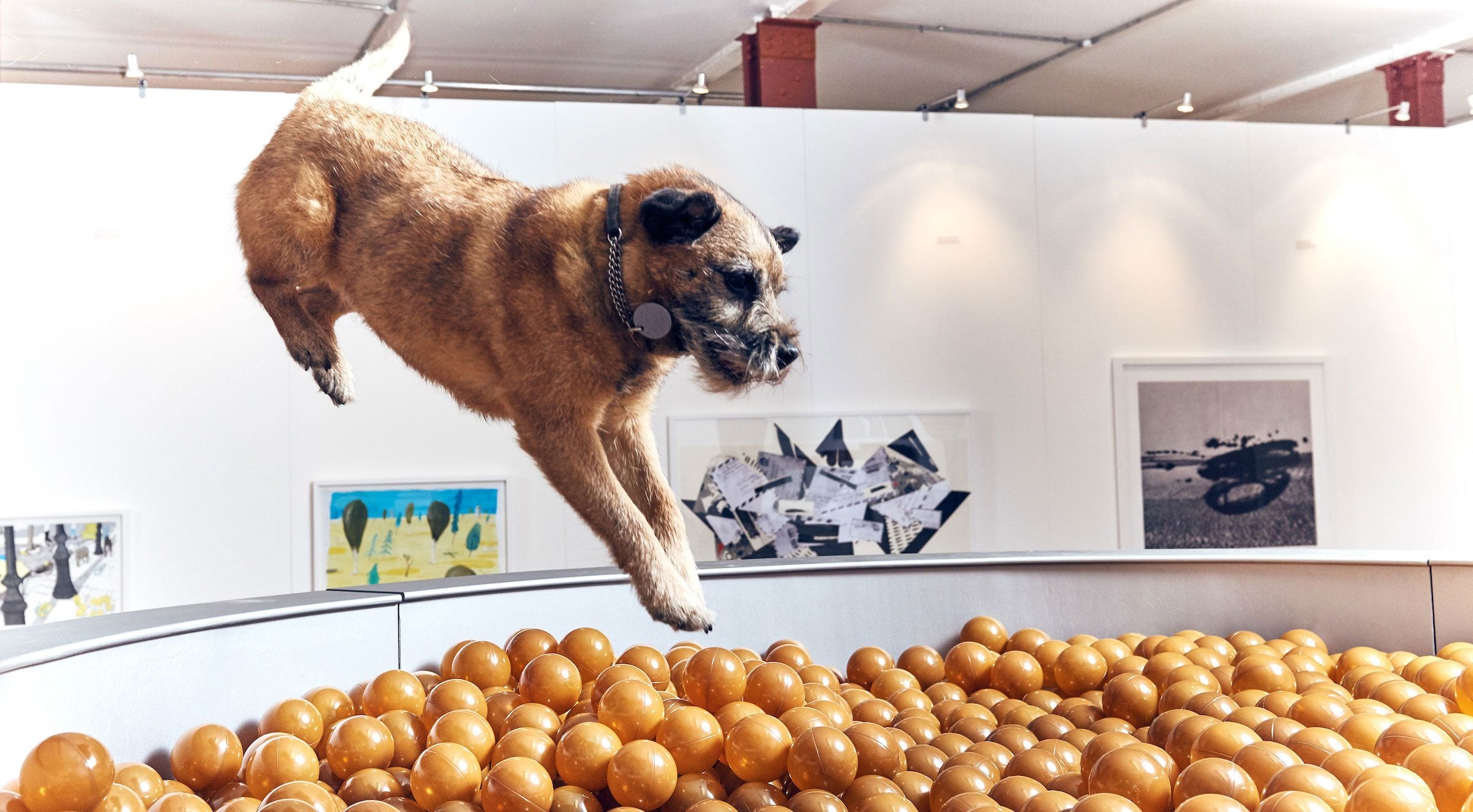 Arte contemporáneo para Aristoperros