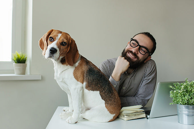 baja de paternidad brewdog