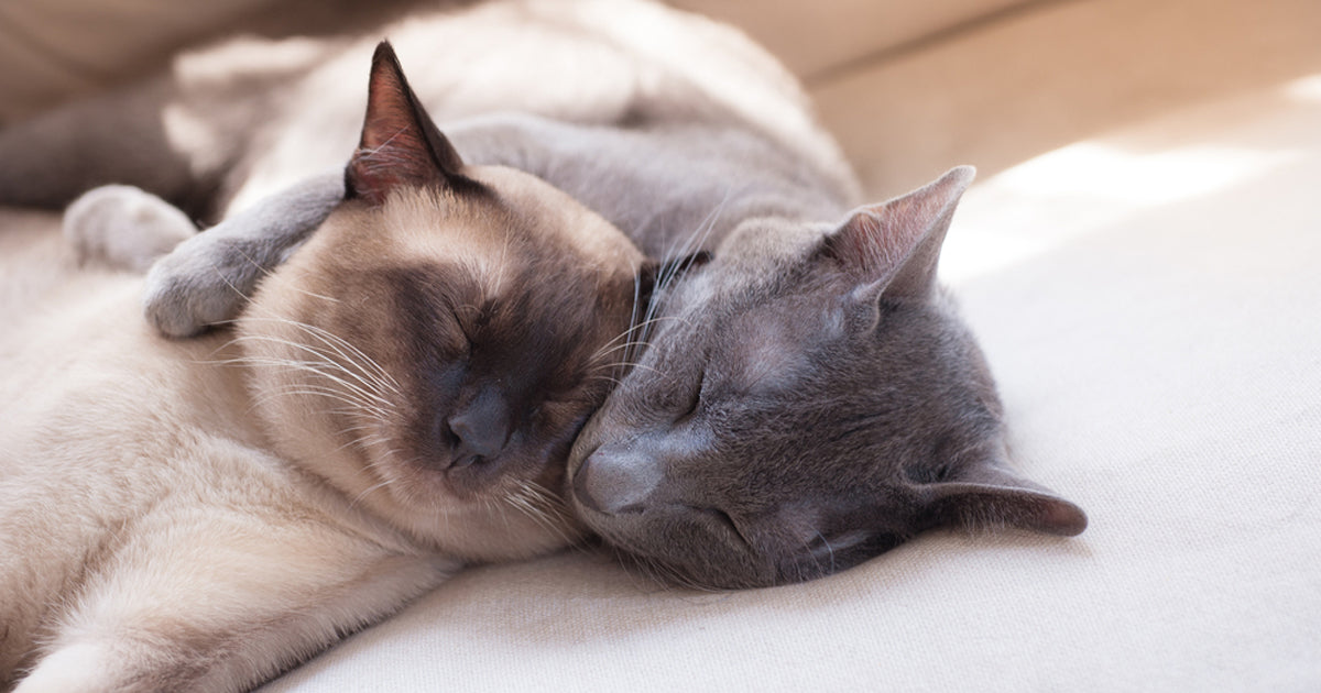 Esterilizar a los gatos en Bélgica es obligatorio
