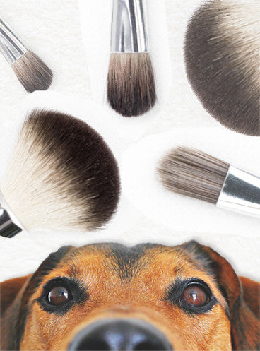 Brushchallenge: un momento de relax para los ARISTOPETS