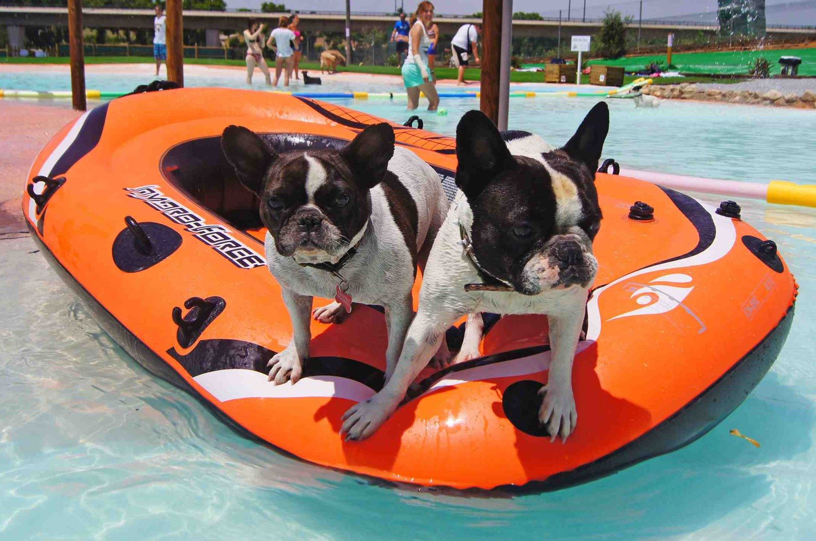 Prepara tu mascota para el verano
