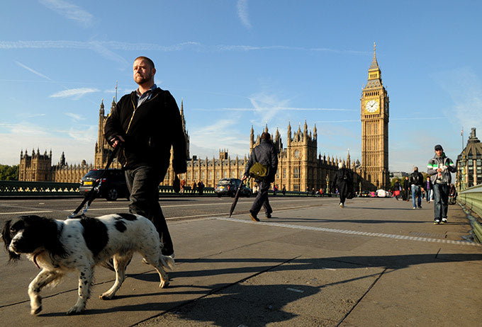 Descubre Londres con tu ARISTOPERRO… en bus turístico