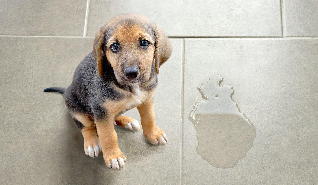 5 CONSEJOS para ADIESTRAR a tu CACHORRO
