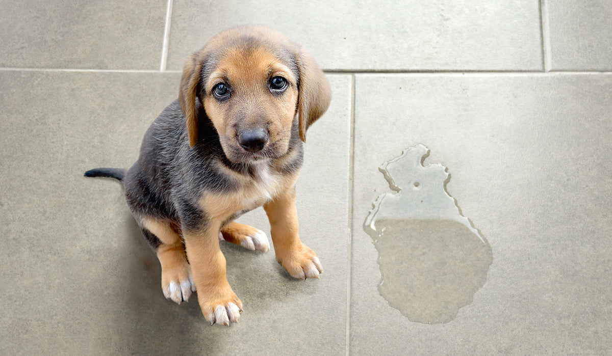 5 CONSEJOS para ADIESTRAR a tu CACHORRO