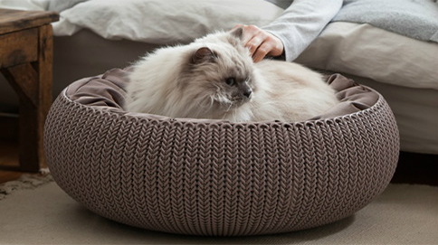 El sueño de los gatos