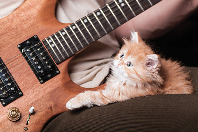 Canciones dedicadas a perros y a gatos