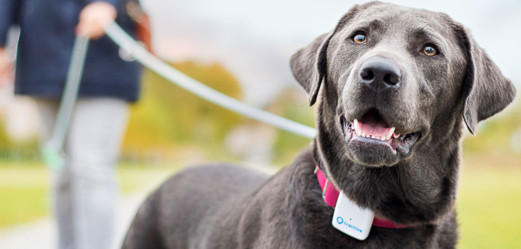 LOCALIZA A TU MASCOTA: GPS PARA PERROS Y GATOS