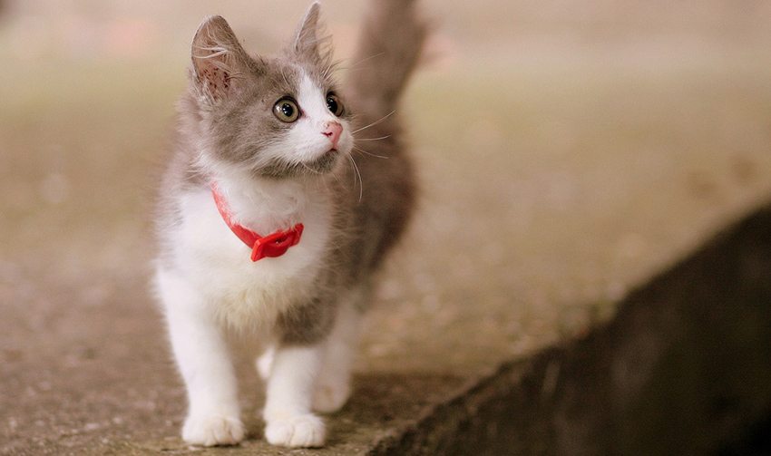 ARISTOGATOS y sus nombres