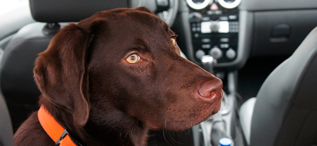 Un 12% de los conductores que viajan con sus mascotas lo hace sin un sistema de seguridad adecuado
