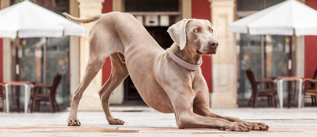 Cuidados del collar, arnés o correa de tu mascota