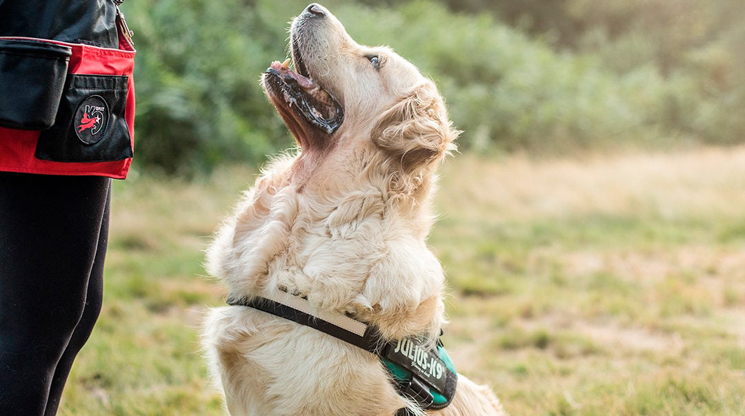 Collares y Arneses originales para perros