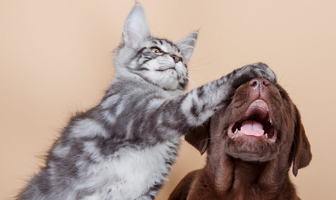 Cómo influye la crisis del coronavirus en la vida de las mascotas