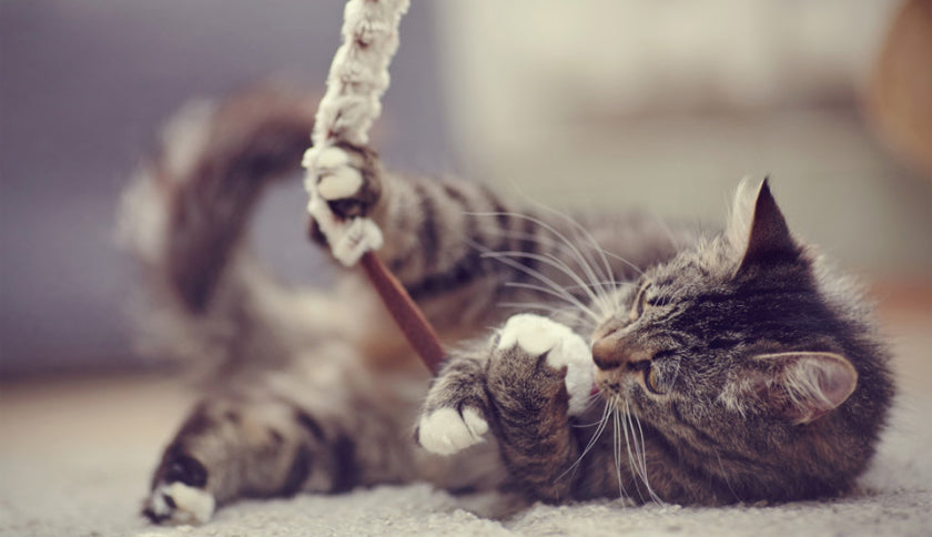 ¿cómo juegan los gatos?