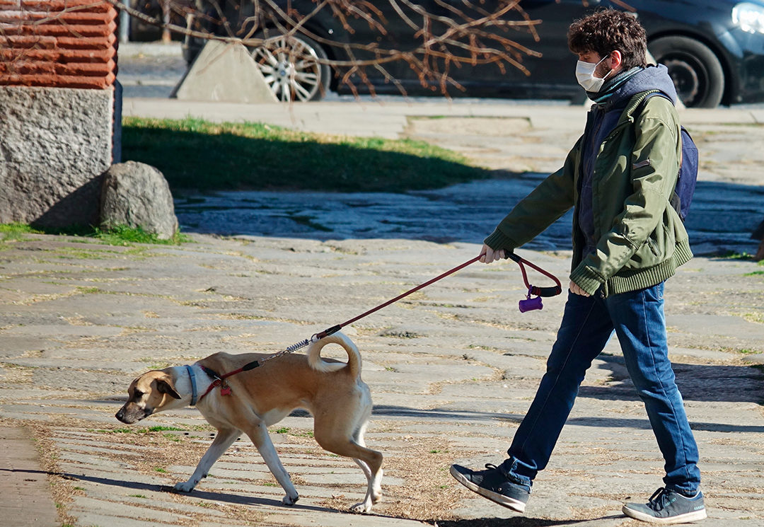 Ni perros, ni gatos, ni otros animales de compañía son fuente de infección del virus y tampoco pueden enfermar