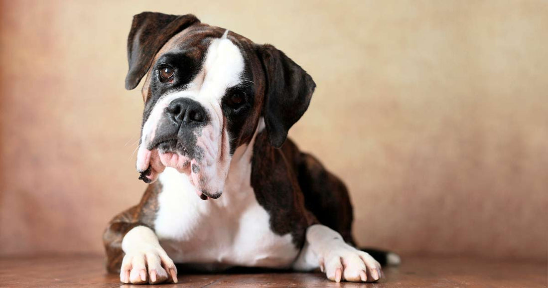 La Ley prohibe cortar el rabo y las orejas a las mascotas en España