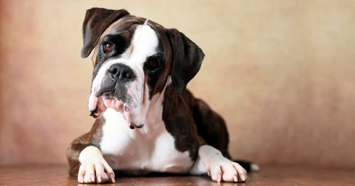 La Ley prohibe cortar el rabo y las orejas a las mascotas en España