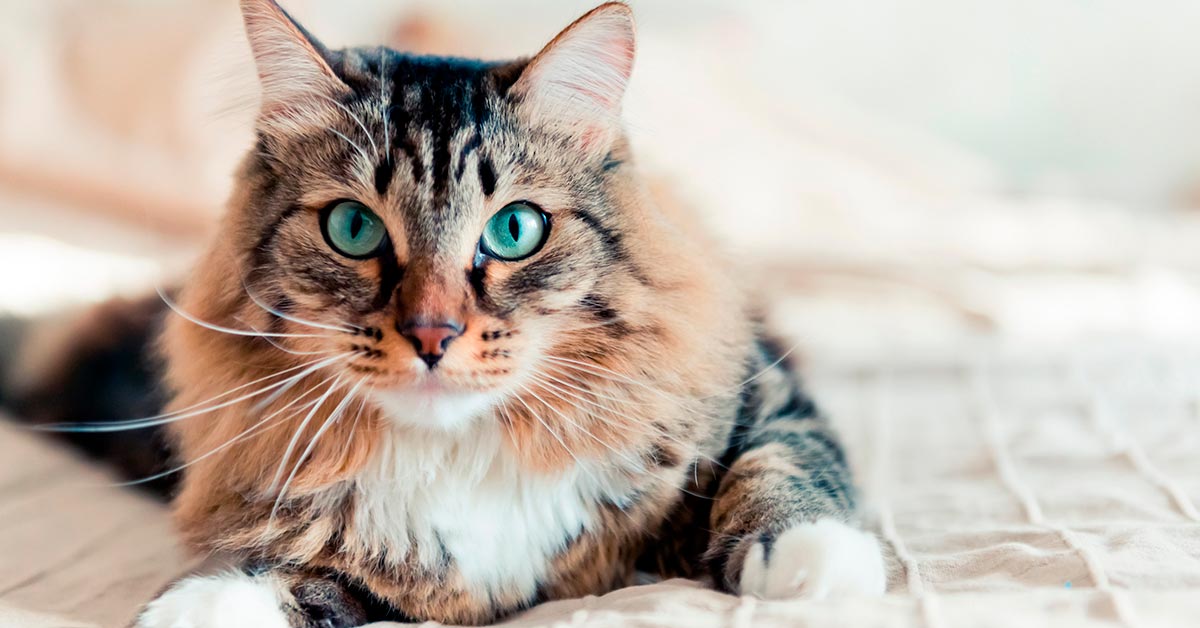consejos para llevarse bien con un gato
