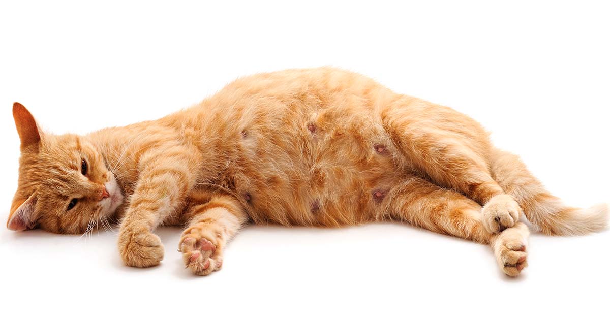 gata embarazada