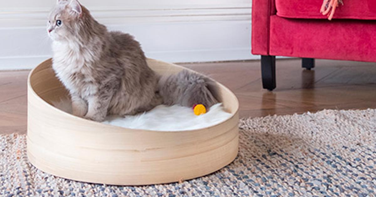 consejos para adaptar tu casa a tu gato