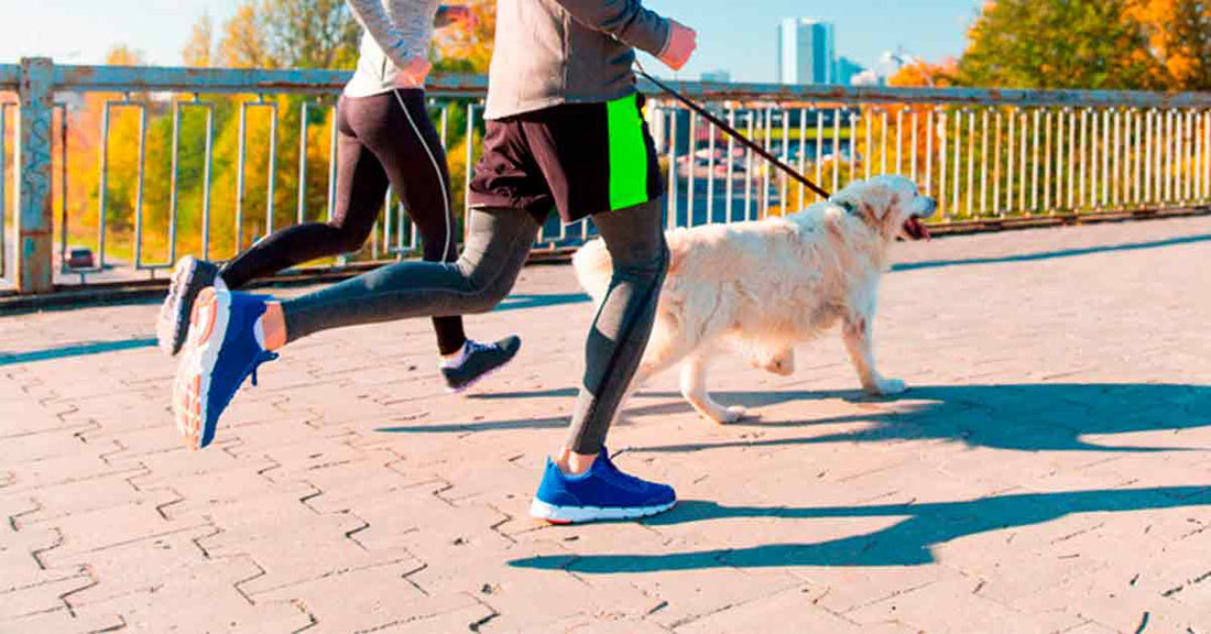 Consejos para hacer deporte con tu perro