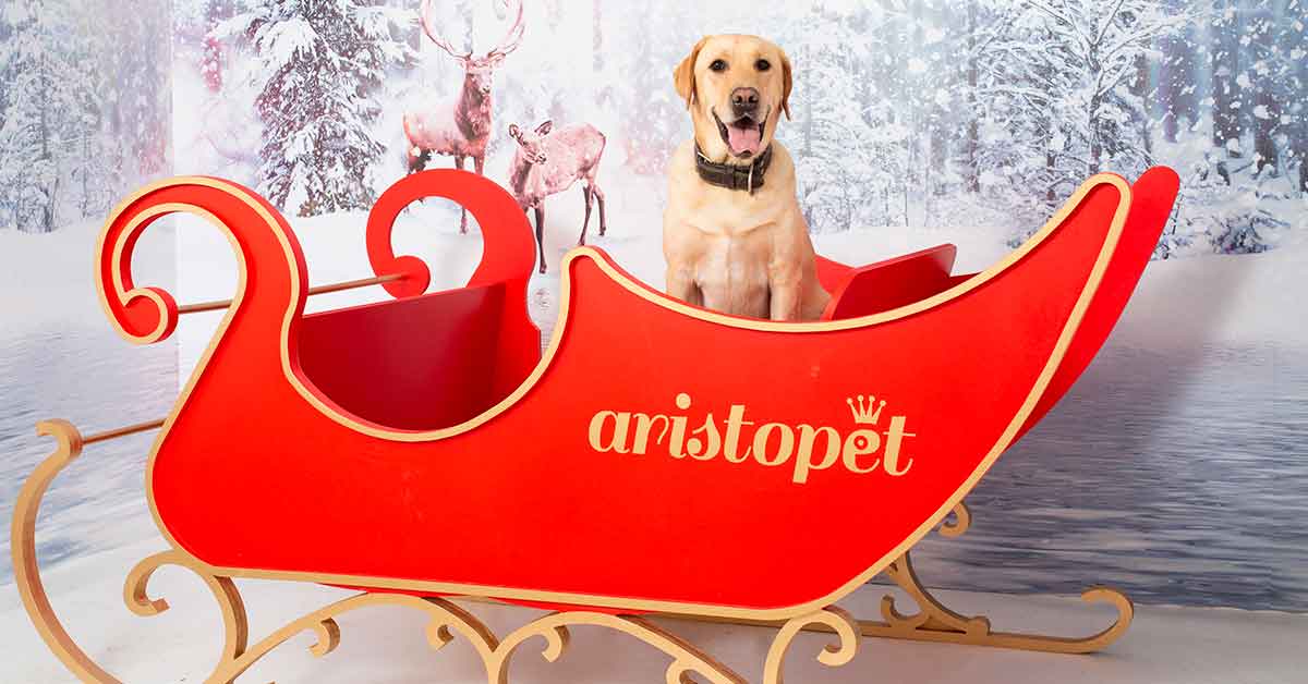 Aristopet: el mejor evento del 2018