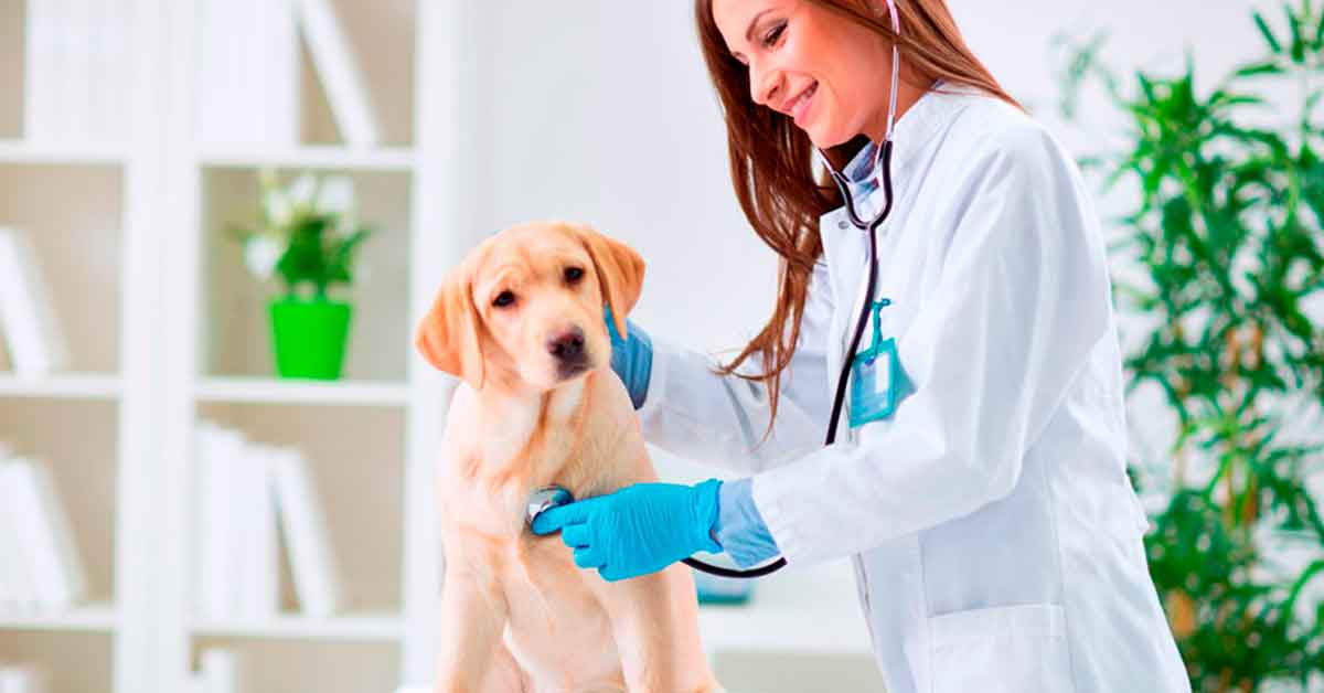 Bajada del IVA de los servicios veterinarios