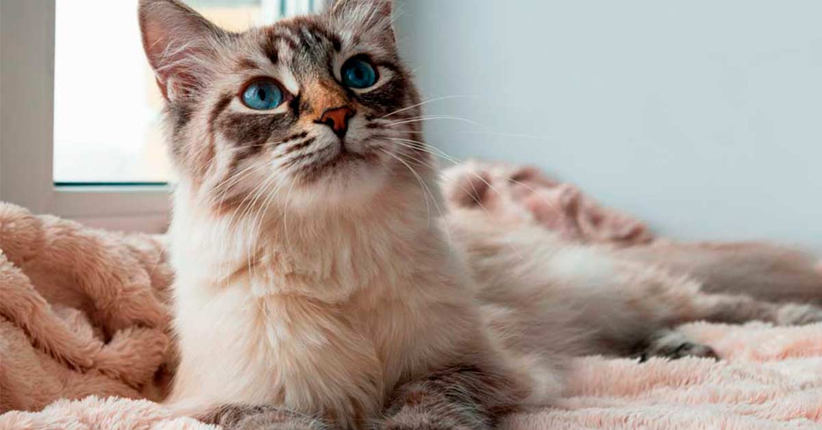 los gatos reconocen su nombre