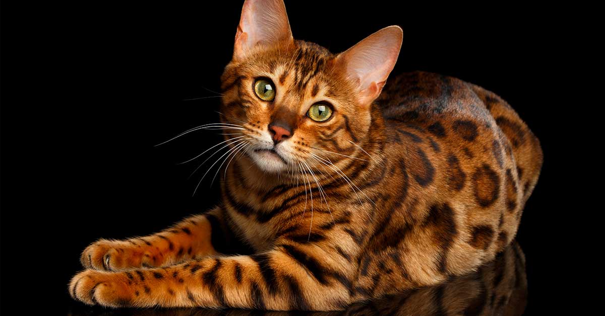 el gato bengala