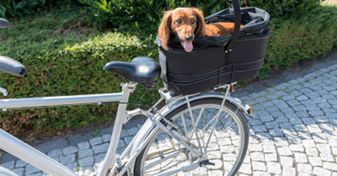 Consejos y accesorios para montar en bici con tu perro
