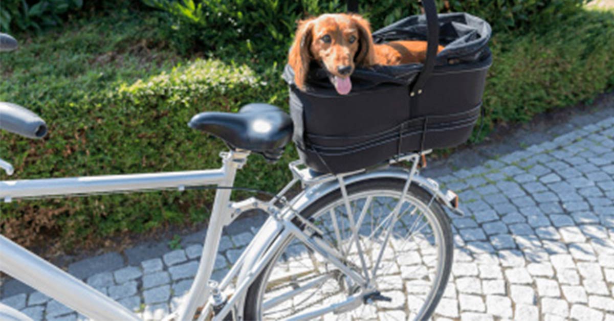 Consejos y accesorios para montar en bici con tu perro
