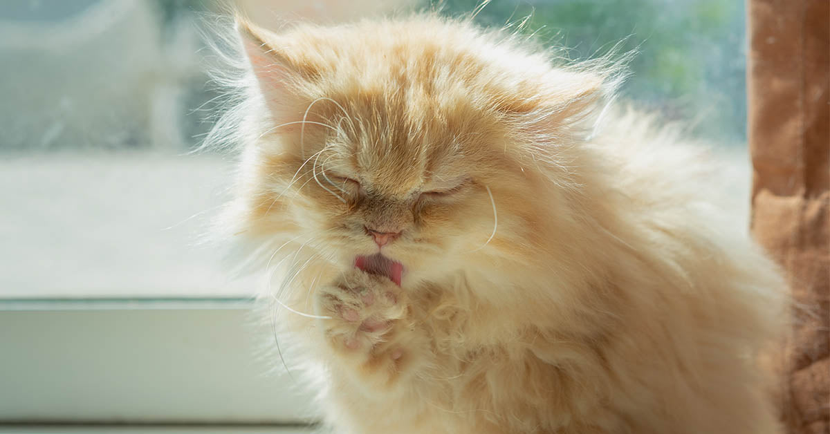 Consejos para prevenir las bolas de pelo en tu gato