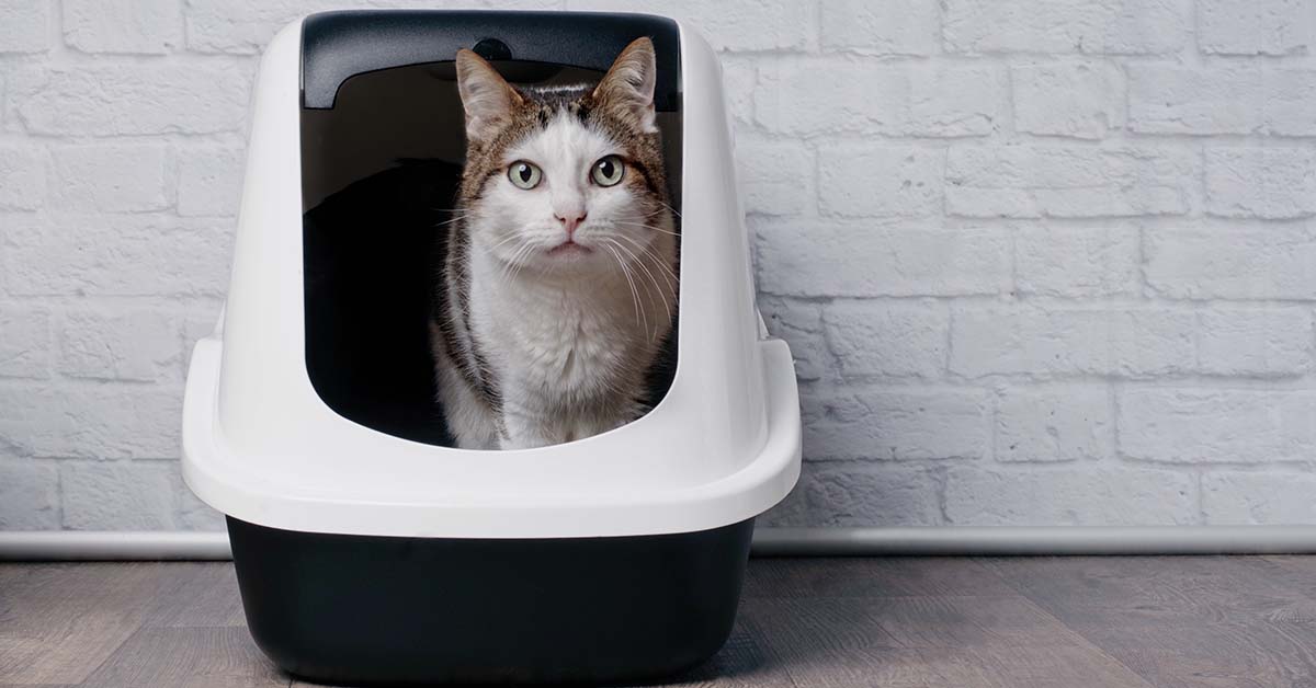 caja de aseo para gato