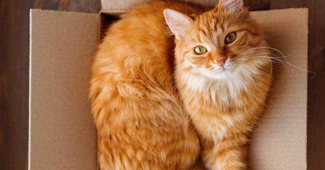¿Por qué a los gatos les gustan tanto las cajas de cartón?