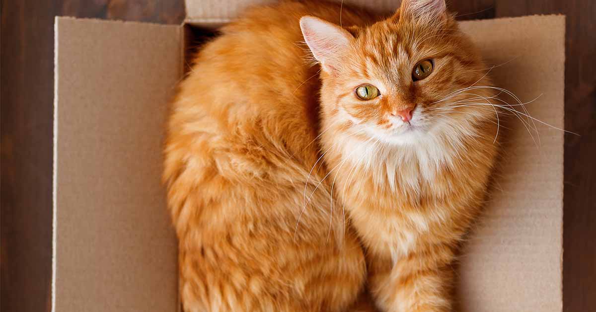 ¿Por qué a los gatos les gustan tanto las cajas de cartón?