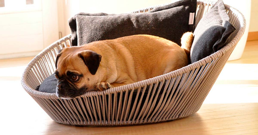la cama idónea para tu mascota