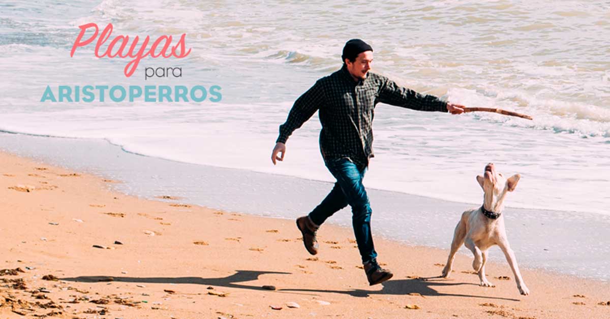 Playas para perros 2019: ISLAS CANARIAS