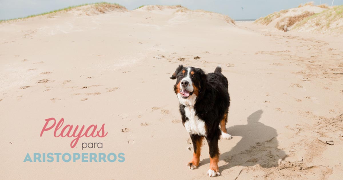 Playas para perros 2019: CANTABRIA