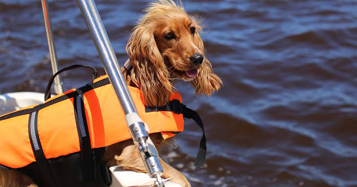 chalecos salvavidas para perros