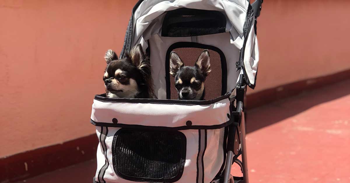 carritos para mascota