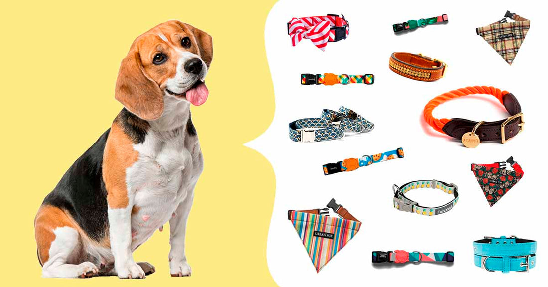 collares para perros originales