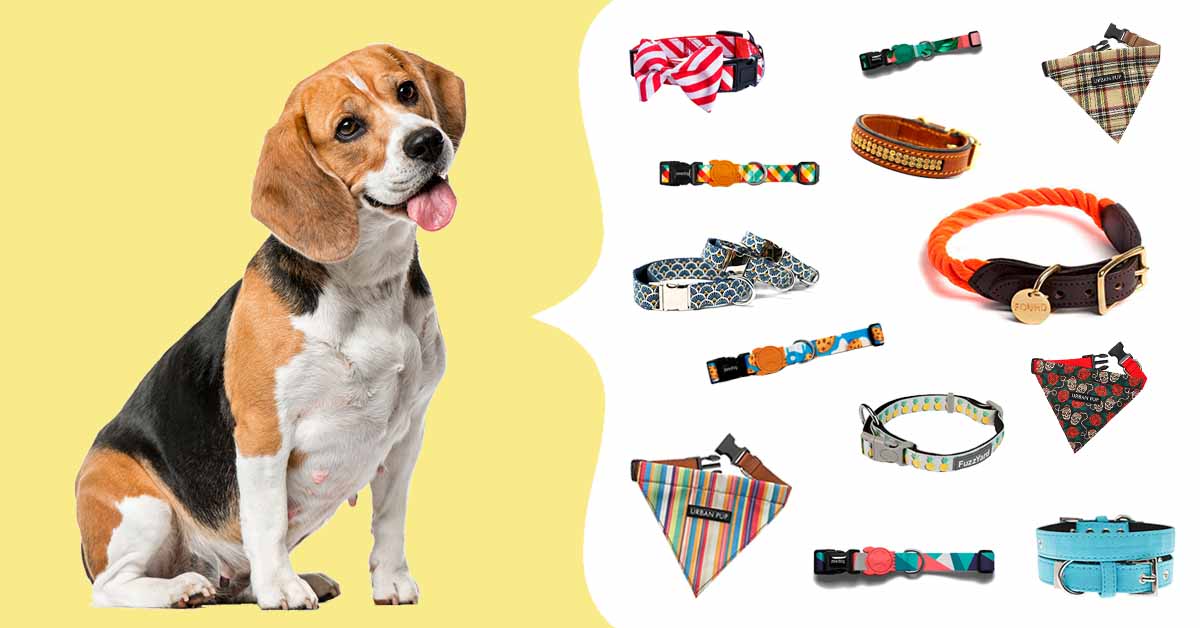 collares para perros originales
