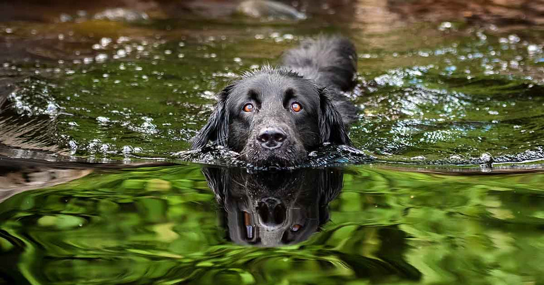 pantanos con perro en Madrid